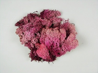 ISLÄNDISCHES MOOS ROSA 500