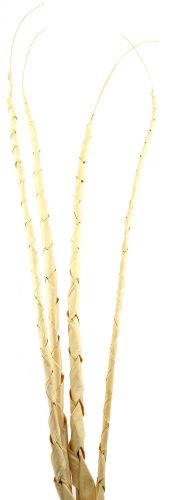 TROP.LEV.*4 SPIRAL WEISS120