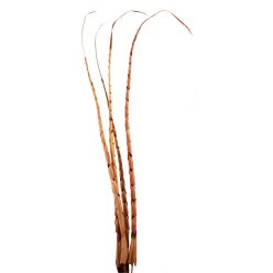 TROP.LEV.*4 SPIRAL BRAUN120