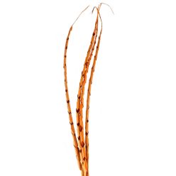 TROP.LEV.*4 SPIRAL TERRA120