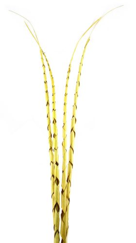 TROP.LEV.*4 SPIRAL GELB120