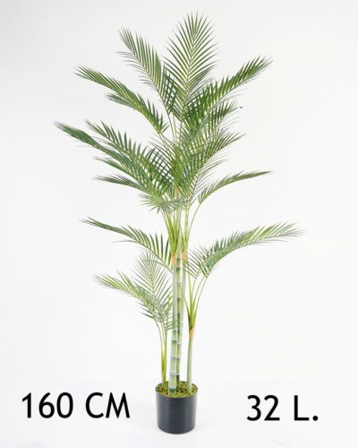 GOLDPALME 4STÄMME/32L.160CM