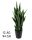 SCHWIEGERMUTTERS ZUNGE GRÜN 12ZWEIGE 94CM