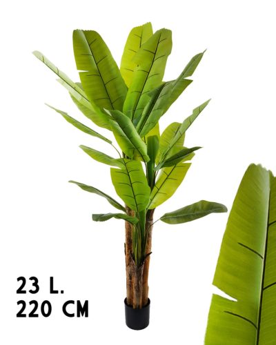 BANANENBAUM 3ZWEIGE GRÜN 23BLÄTTER 220