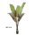 BANANENBAUM JAPANISCH 160CM