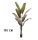 BANANENBAUM JAPANISCH 190CM