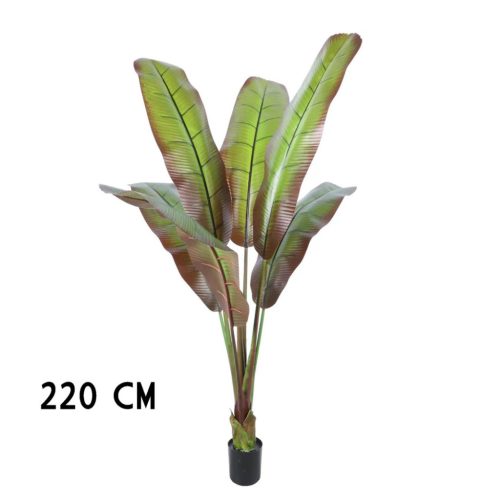 BANANENBAUM JAPANISCH 220CM