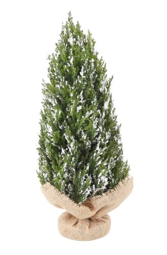 THUJABAUM.+JUTEZUG.FEU+FLI43CM