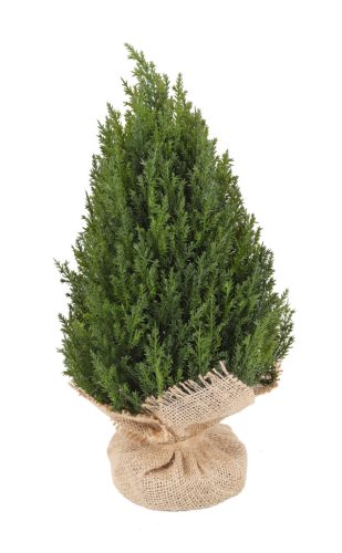 THUJABAUM.+JUTEZUGSACK GRÜN 33CM